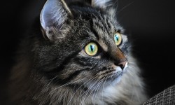 Suspendisse arcu nisl